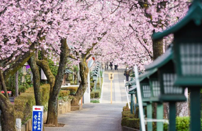 桜の名所です